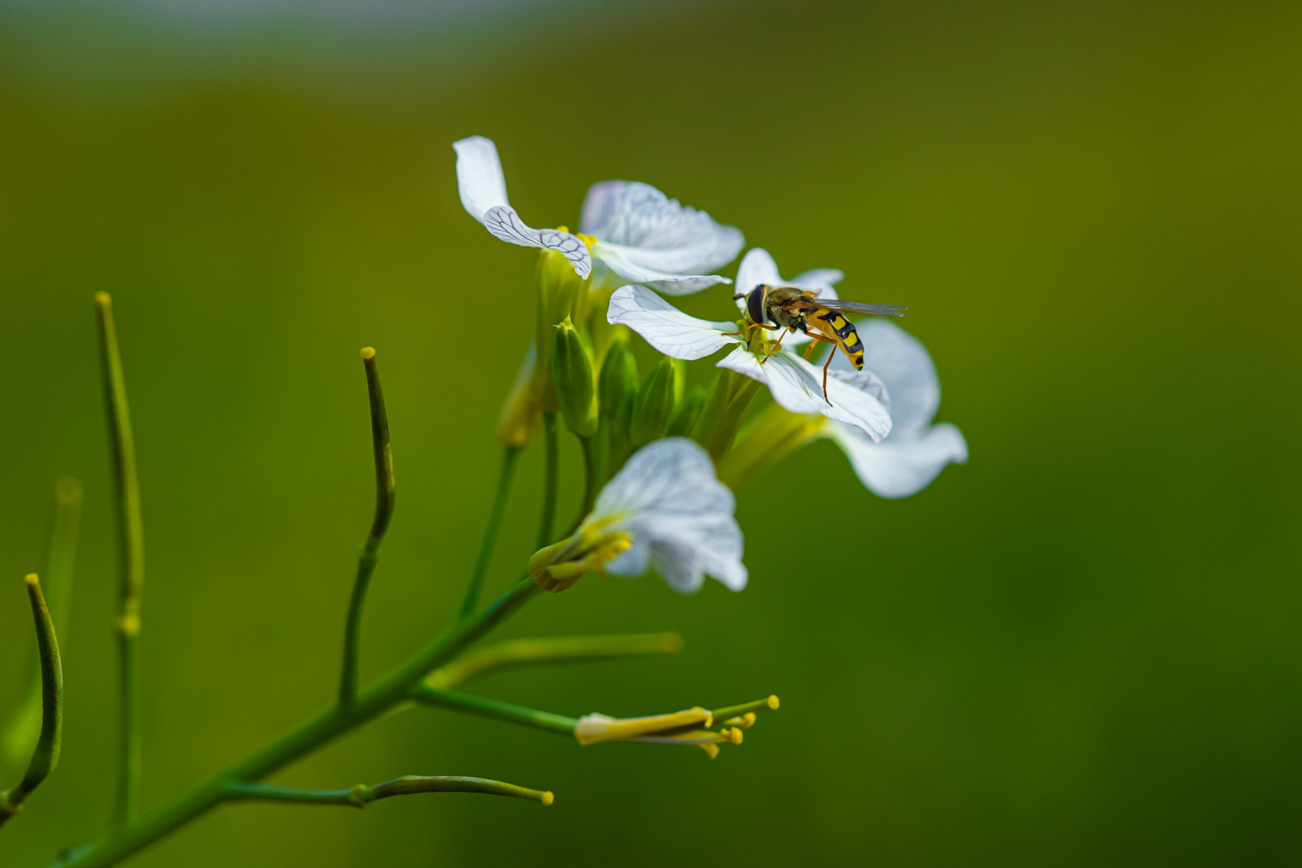 bee on a white flower