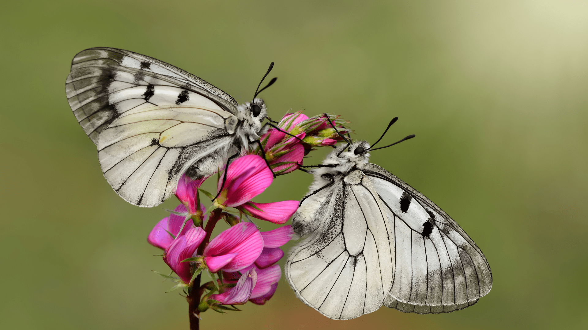 butterflies on a flower