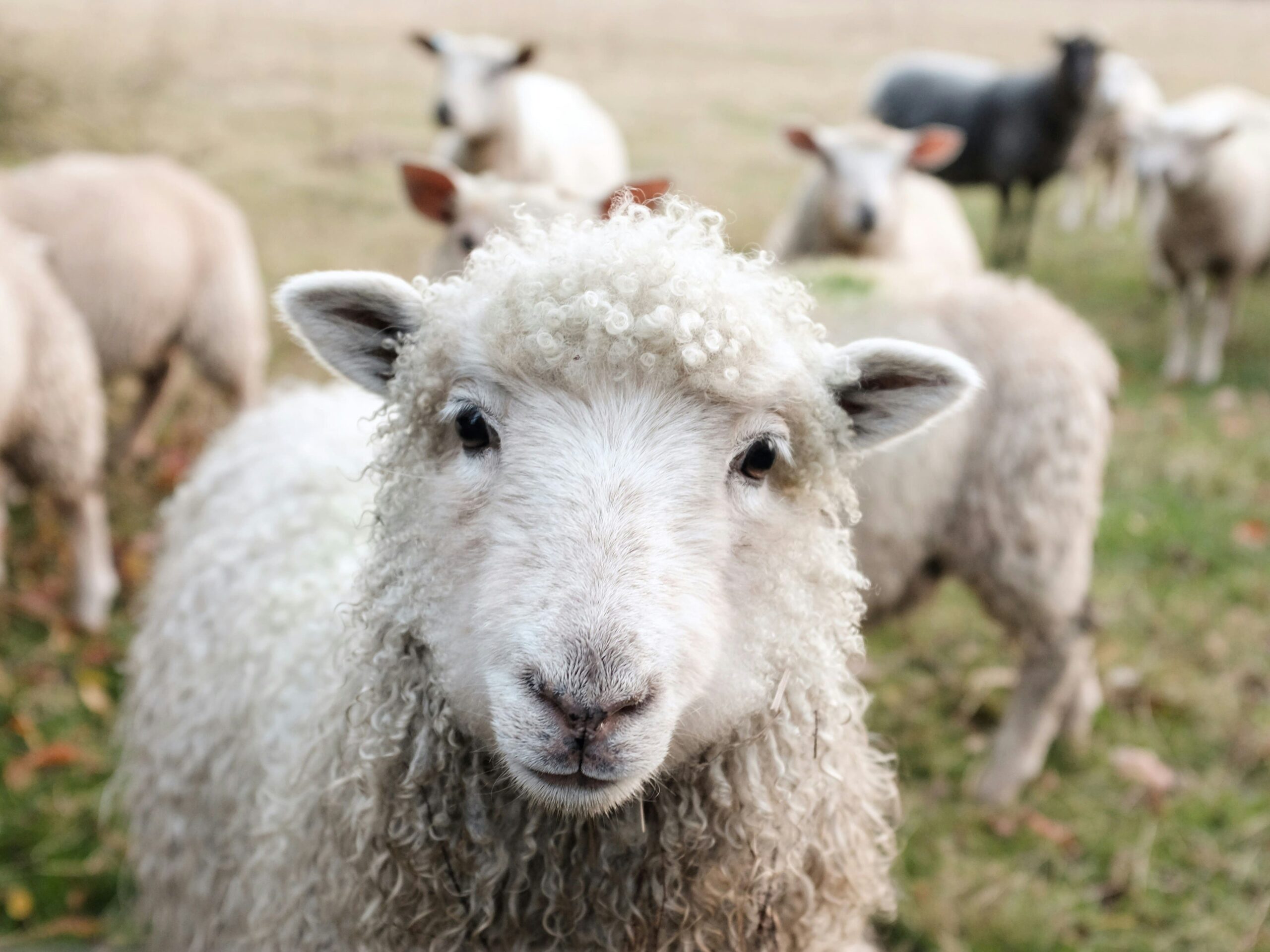 sheep staring on a farm