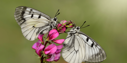 butterflies on a flower