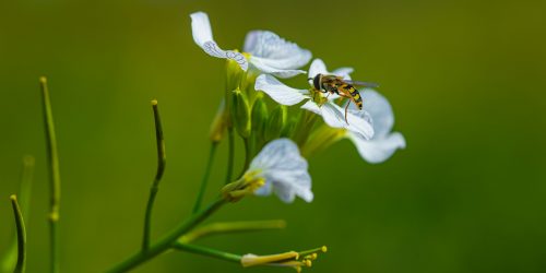 bee on a white flower