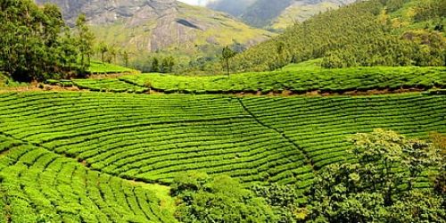 Tea plantation