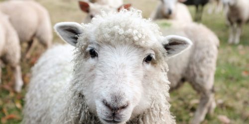 sheep staring on a farm